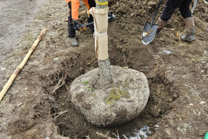 Annsan OÜ Haljastustööd