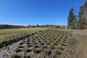 Annsan OÜ Haljastustööd