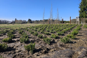 Annsan OÜ Haljastustööd