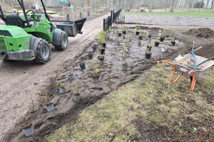 Annsan OÜ Haljastustööd