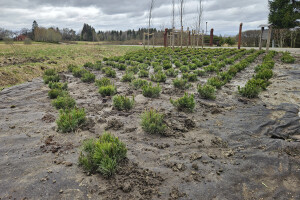 Annsan OÜ Haljastustööd