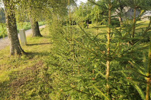 Annsan OÜ Haljastustööd