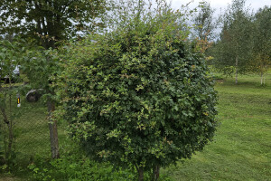 Annsan OÜ Haljastustööd