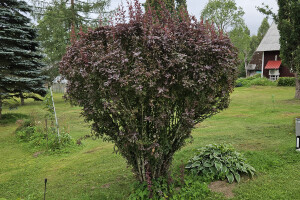 Annsan OÜ Haljastustööd