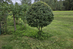 Annsan OÜ Haljastustööd