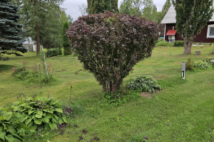 Annsan OÜ Haljastustööd