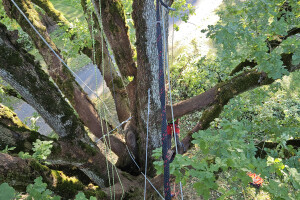 Annsan OÜ Haljastustööd