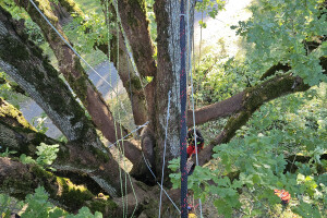 Annsan OÜ Haljastustööd