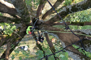 Annsan OÜ Haljastustööd