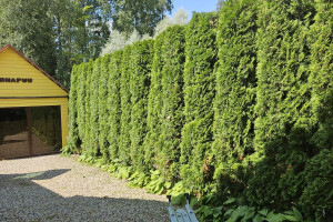 Annsan OÜ Haljastustööd