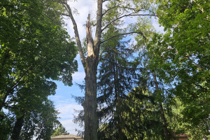 Annsan OÜ Haljastustööd