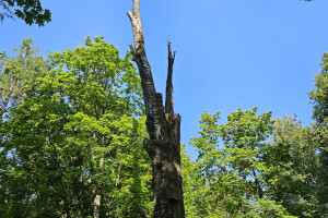 Annsan OÜ Haljastustööd