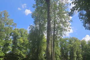 Annsan OÜ Haljastustööd