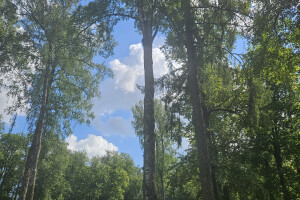 Annsan OÜ Haljastustööd