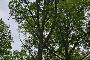 Annsan OÜ Haljastustööd