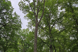 Annsan OÜ Haljastustööd