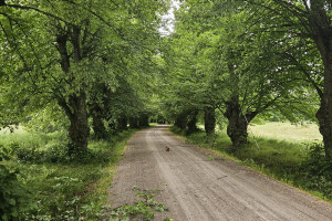 Annsan OÜ Haljastustööd