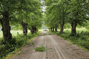 Annsan OÜ Haljastustööd