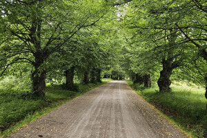 Annsan OÜ Haljastustööd