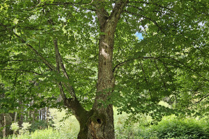 Annsan OÜ Haljastustööd