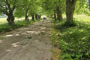 Annsan OÜ Haljastustööd