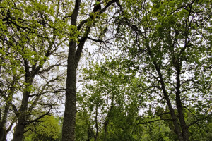 Annsan OÜ Haljastustööd