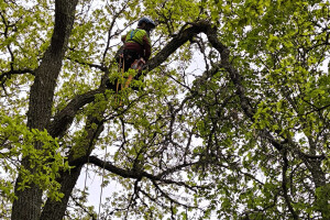 Annsan OÜ Haljastustööd