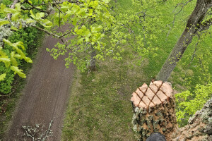 Annsan OÜ Haljastustööd