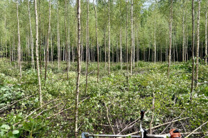 Annsan OÜ Haljastustööd