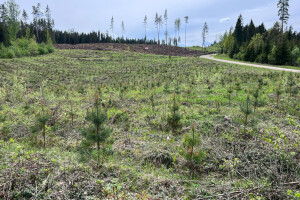 Annsan OÜ Haljastustööd