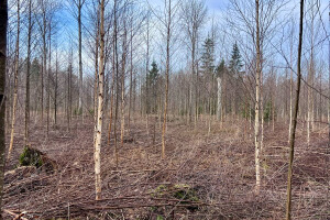 Annsan OÜ Haljastustööd