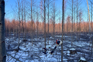 Annsan OÜ Haljastustööd