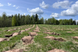 Annsan OÜ Haljastustööd