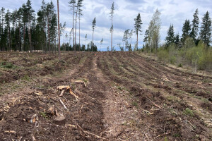 Annsan OÜ Haljastustööd