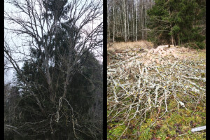 Puidunurk OÜ Haljastustööd