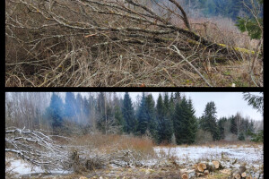 Puidunurk OÜ Haljastustööd