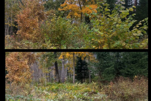 Puidunurk OÜ Haljastustööd