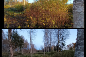 Puidunurk OÜ Haljastustööd