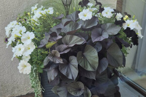 IVARI OÜ Haljastustööd