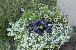 IVARI OÜ Haljastustööd