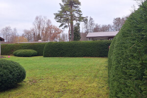 ARBORREIN OÜ Haljastustööd