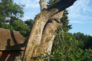 ARBORREIN OÜ Haljastustööd