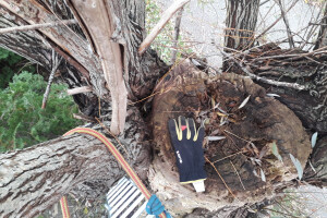 ARBORREIN OÜ Haljastustööd