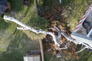 ARBORREIN OÜ Haljastustööd