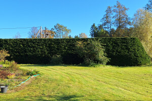 ARBORREIN OÜ Haljastustööd