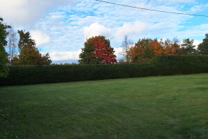 ARBORREIN OÜ Haljastustööd