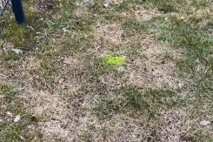 Villigarden OÜ Haljastustööd