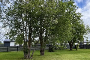 Villigarden OÜ Haljastustööd