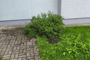 Reimets OÜ Haljastustööd