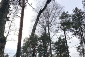 Puutegelane OÜ Haljastustööd